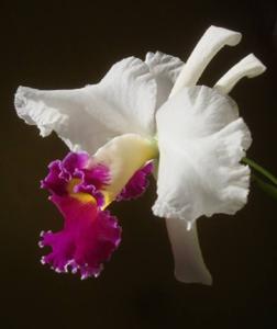 Cattleya Persepolis