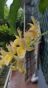 Catasetum Melana Davison