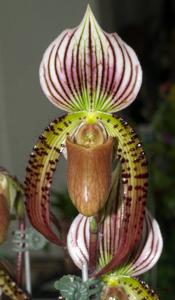 Paphiopedilum Millmanii