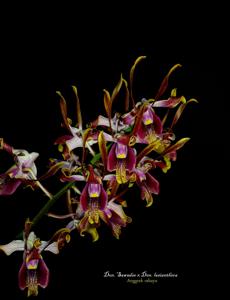 Dendrobium Sawadee-lasianthera