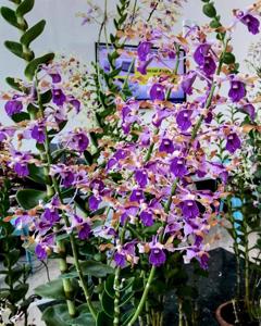 Dendrobium Jamilah Adenan