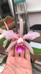 Cattleya cypheri