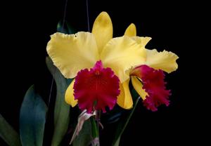 Rhyncholaeliocattleya Alma Kee