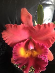 Rhyncholaeliocattleya Chief Emperor