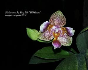 Phalaenopsis Joy Fairy Tale