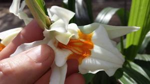 Coelogyne Fredensborg