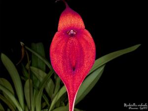 Masdevallia Urubamba