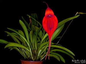 Masdevallia Urubamba