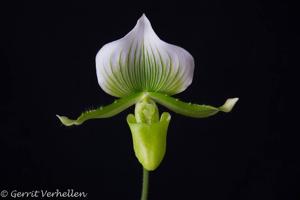 Paphiopedilum Maudiae