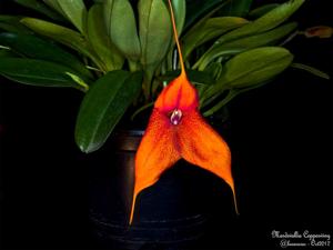 Masdevallia Copperwing