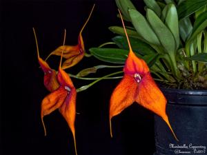 Masdevallia Copperwing