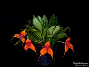 Masdevallia Copperwing