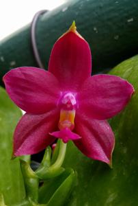 Phalaenopsis Yaphon Oh Mygod-Nicegirl