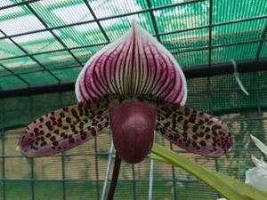 Paphiopedilum Red Ruby Stone