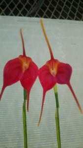 Masdevallia Angel Heart