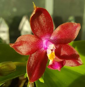 Phalaenopsis Pylo's Sunset Dragon