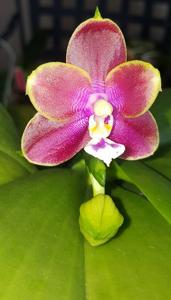 Phalaenopsis Pylo's Sunset Dragon