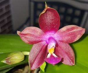 Phalaenopsis Pylo's Sunset Dragon