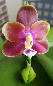 Phalaenopsis Pylo's Sunset Dragon