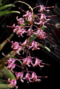 Dendrobium Penang Little Magic