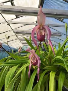 Phragmipedium Schroderae