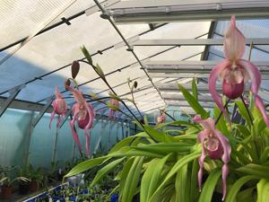 Phragmipedium Schroderae