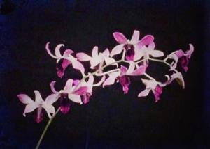 Dendrobium Indonesia