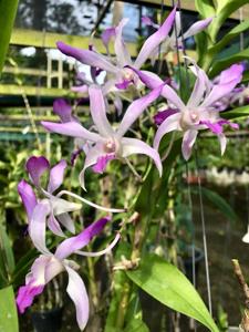 Dendrobium Louisae