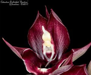 Catasetum Orchidglade