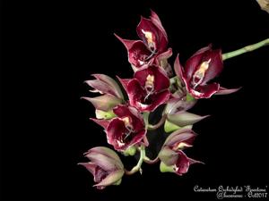 Catasetum Orchidglade