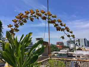 Grammatophyllum Tiger's Paw