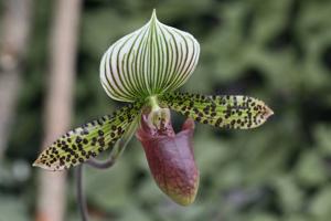 Paphiopedilum Chiara