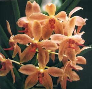 <i>Paravanda</i> Mandai Surprise