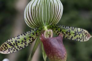 Paphiopedilum Chiara