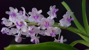 Rhynchostylis Chorchalood