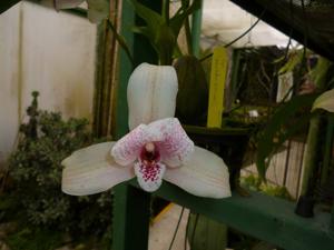 Lycaste Diana Burritt