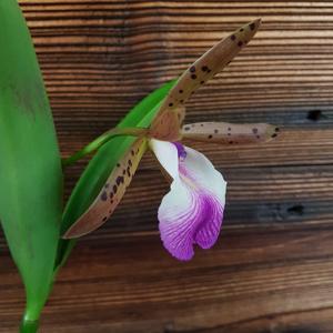 Brassocattleya Theresa Ricci