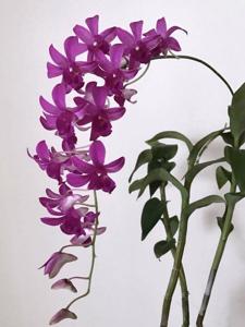 Dendrobium Memoria Tan Kah-Kee