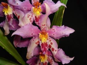 Oncidium Piti Duran