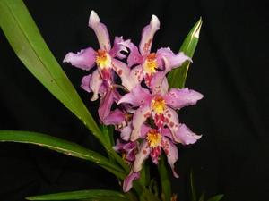 Oncidium Piti Duran