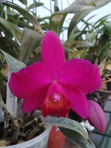 Cattleya Mahalo Jack