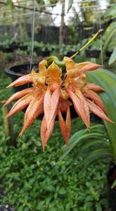 Bulbophyllum Lee Nam Fook