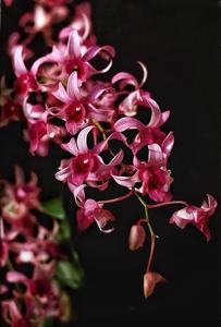 Dendrobium Memoria Tan Kah-Kee