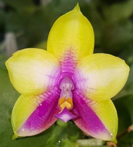 Phalaenopsis LD Double Dragon