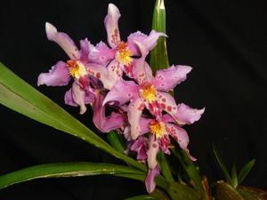 Oncidium Piti Duran