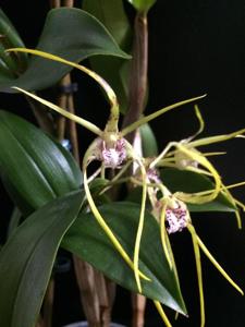 Dendrobium Pauline Rankin