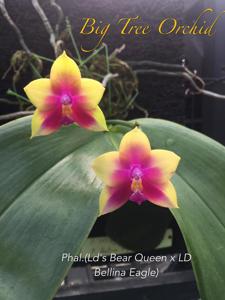 Phalaenopsis Mituo Caribbean Sunset