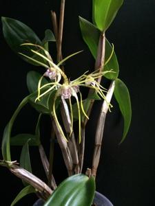 Dendrobium Pauline Rankin