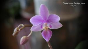 Phalaenopsis Rainbow Chip