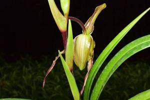 Phragmipedium merinoi